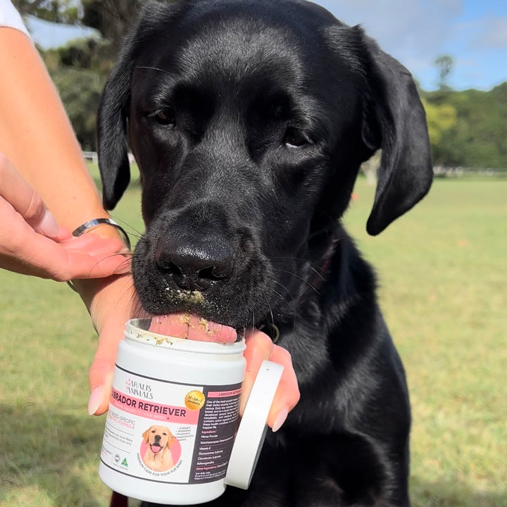 Labrador Retriever