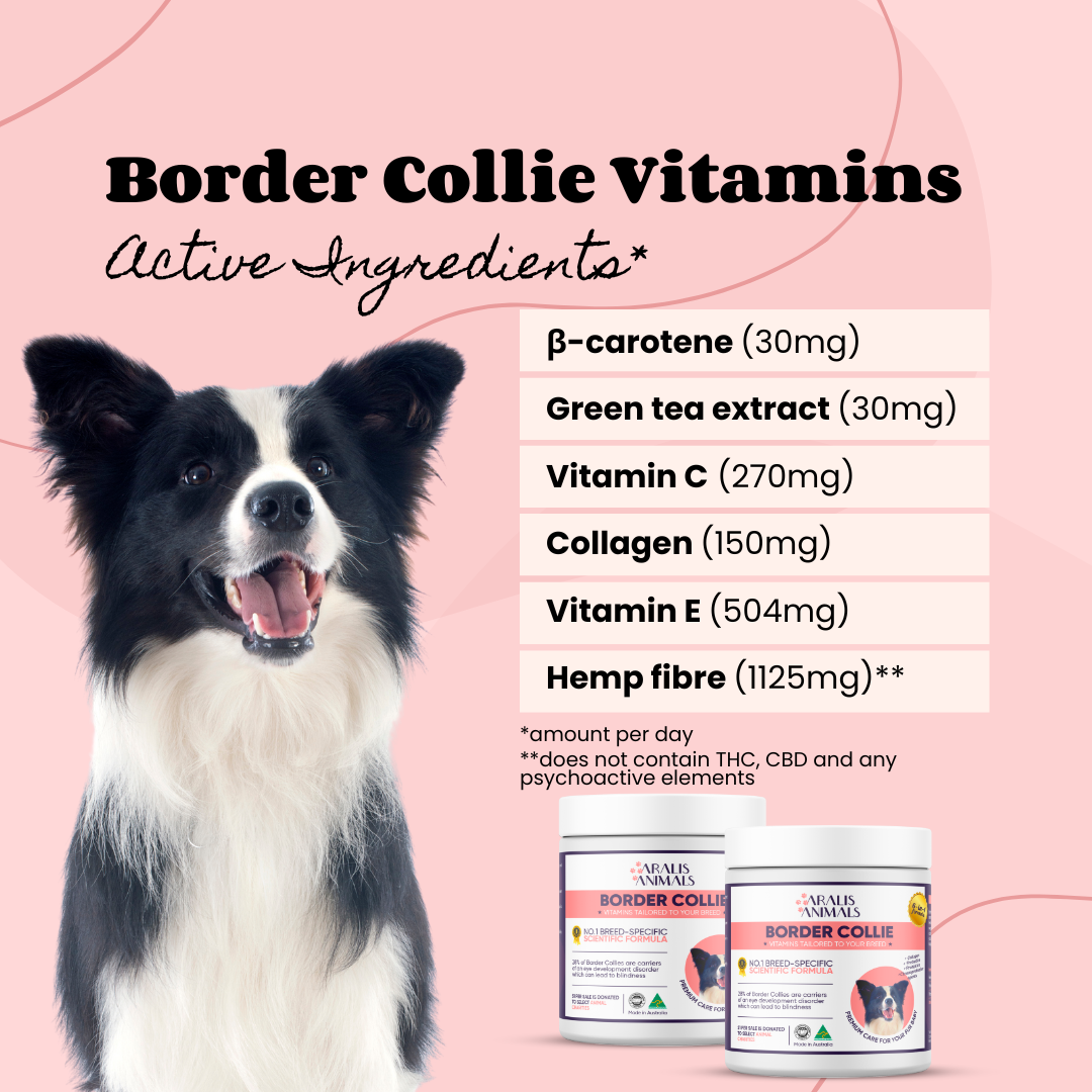 Border Collie